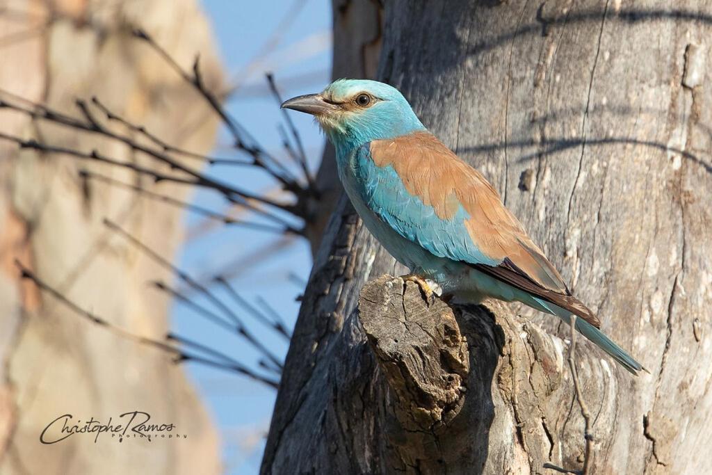 L'Oiseau Bleu Flamant Roubia Экстерьер фото